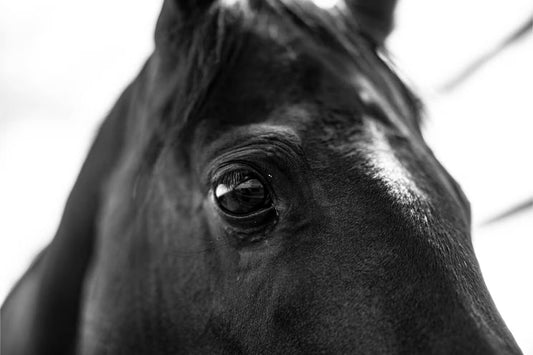 THE HEALING POWER OF THE HORSE